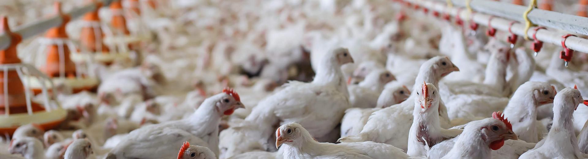 Bewegungslösungen für Landwirtschaft | Sir